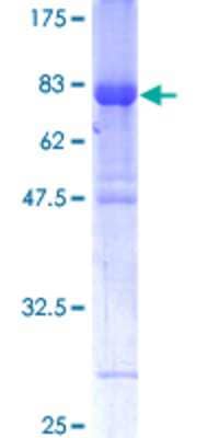 SDS-PAGE: Recombinant Human IRF6 GST (N-Term) Protein [H00003664-P01]