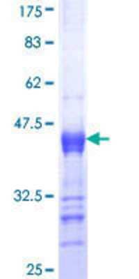 SDS-PAGE: Recombinant Human ITPKB GST (N-Term) Protein [H00003707-Q01]