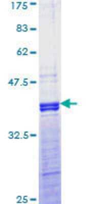 SDS-PAGE: Recombinant Human JunD GST (N-Term) Protein [H00003727-Q01]