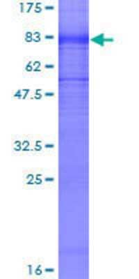 SDS-PAGE: Recombinant Human Kv1.1 GST (N-Term) Protein [H00003736-P01]