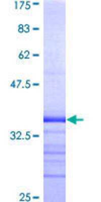 SDS-PAGE: Recombinant Human Kv1.3 GST (N-Term) Protein [H00003738-Q01]