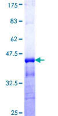 SDS-PAGE: Recombinant Human Kv3.3 GST (N-Term) Protein [H00003748-Q01]