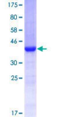 SDS-PAGE: Recombinant Human KCNJ1 GST (N-Term) Protein [H00003758-Q01]