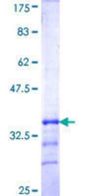 SDS-PAGE: Recombinant Human KCNJ15 GST (N-Term) Protein [H00003772-Q01]