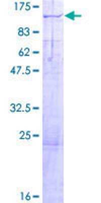 SDS-PAGE: Recombinant Human Kif3c GST (N-Term) Protein [H00003797-P01]