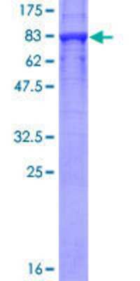 SDS-PAGE: Recombinant Human KPNA5 GST (N-Term) Protein [H00003841-P01]