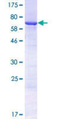 SDS-PAGE: Recombinant Human KRTHA2 GST (N-Term) Protein [H00003882-P01]