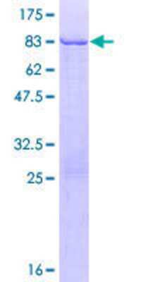 SDS-PAGE: Recombinant Human KRTHB3 GST (N-Term) Protein [H00003889-P01]