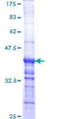 SDS-PAGE: Recombinant Human Laminin alpha 2 GST (N-Term) Protein [H00003908-Q01]