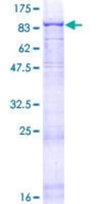 SDS-PAGE: Recombinant Human Laminin alpha 5 GST (N-Term) Protein [H00003911-P01]