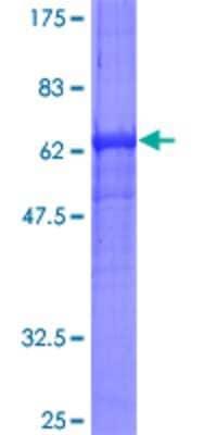 SDS-PAGE: Recombinant Human RPSA GST (N-Term) Protein [H00003921-P01]