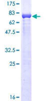 SDS-PAGE: Recombinant Human ABLIM1 GST (N-Term) Protein [H00003983-P01]