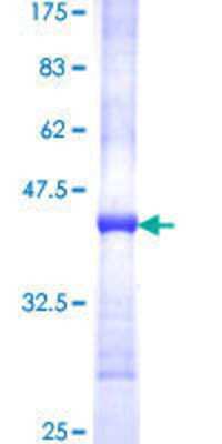 SDS-PAGE: Recombinant Human FADS1 GST (N-Term) Protein [H00003992-Q01]