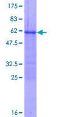 SDS-PAGE: Recombinant Human Loricrin GST (N-Term) Protein [H00004014-P01]