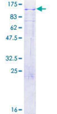 SDS-PAGE: Recombinant Human LRP3 GST (N-Term) Protein [H00004037-P01]