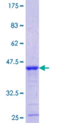 SDS-PAGE: Recombinant Human LRP3 GST (N-Term) Protein [H00004037-Q01]