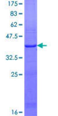 SDS-PAGE: Recombinant Human LSS GST (N-Term) Protein [H00004047-Q01]