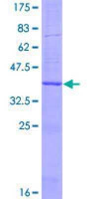 SDS-PAGE: Recombinant Human LTC4S GST (N-Term) Protein [H00004056-P01]