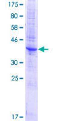 SDS-PAGE: Recombinant Human TM4SF1/L6 GST (N-Term) Protein [H00004071-P01]