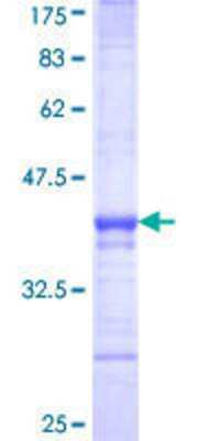 SDS-PAGE: Recombinant Human c-Maf GST (N-Term) Protein [H00004094-Q01]