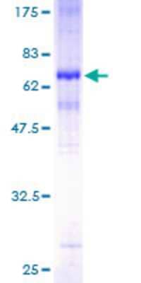 SDS-PAGE: Recombinant Human MAGEA2 GST (N-Term) Protein [H00004101-P01]