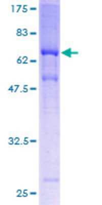 SDS-PAGE: Recombinant Human MAGEA11 GST (N-Term) Protein [H00004110-P01]