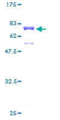 SDS-PAGE: Recombinant Human MAGEB1 GST (N-Term) Protein [H00004112-P01]