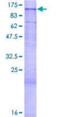 SDS-PAGE: Recombinant Human MAN2C1 GST (N-Term) Protein [H00004123-P01]