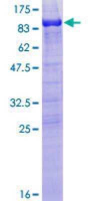 SDS-PAGE: Recombinant Human MAP2 GST (N-Term) Protein [H00004133-P01]