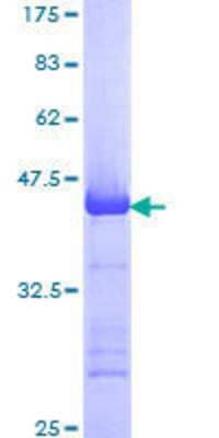 SDS-PAGE: Recombinant Human MCM3 GST (N-Term) Protein [H00004172-Q01]