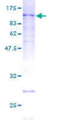 SDS-PAGE: Recombinant Human MCM5 GST (N-Term) Protein [H00004174-P01]