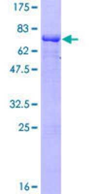 SDS-PAGE: Recombinant Human MEIS1 GST (N-Term) Protein [H00004211-P01]