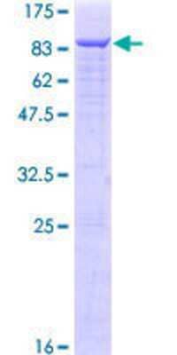 SDS-PAGE: Recombinant Human Menin GST (N-Term) Protein [H00004221-P02]