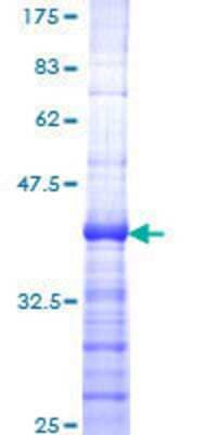 SDS-PAGE: Recombinant Human Menin GST (N-Term) Protein [H00004221-Q01]