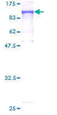 SDS-PAGE: Recombinant Human MLH1 GST (N-Term) Protein [H00004292-P01]