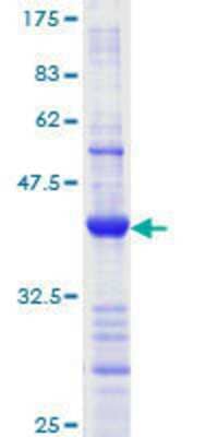 SDS-PAGE: Recombinant Human MLH1 GST (N-Term) Protein [H00004292-Q01]