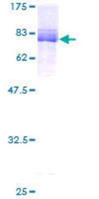 SDS-PAGE: Recombinant Human MLLT6 GST (N-Term) Protein [H00004302-P01]