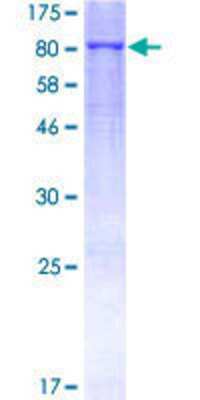 SDS-PAGE: Recombinant Human MMP-19 GST (N-Term) Protein [H00004327-P02]