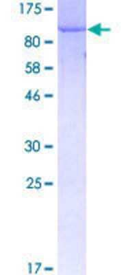 SDS-PAGE: Recombinant Human MPP3 GST (N-Term) Protein [H00004356-P01]