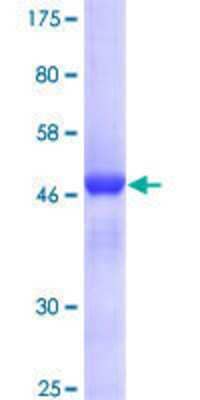 SDS-PAGE: Recombinant Human Mre11 GST (N-Term) Protein [H00004361-P01]