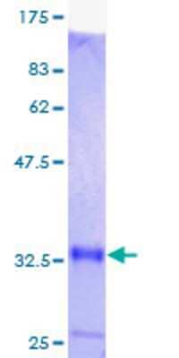 SDS-PAGE: Recombinant Human Metallothionein-1M GST (N-Term) Protein [H00004499-P01]