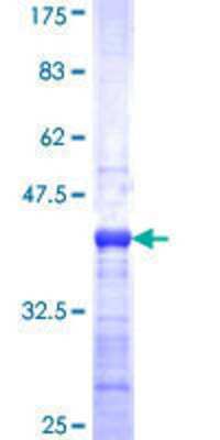 SDS-PAGE: Recombinant Human MUC7 GST (N-Term) Protein [H00004589-Q01]