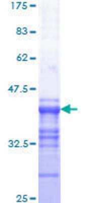 SDS-PAGE: Recombinant Human c-Myb GST (N-Term) Protein [H00004602-Q01]