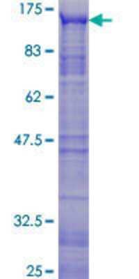 SDS-PAGE: Recombinant Human B-Myb GST (N-Term) Protein [H00004605-P01]