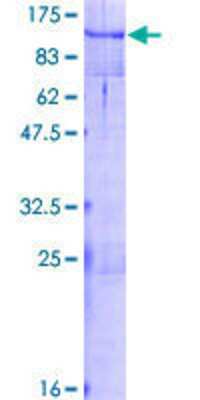 SDS-PAGE: Recombinant Human B-Myb GST (N-Term) Protein [H00004605-P02]