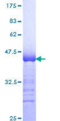 SDS-PAGE: Recombinant Human MyoD GST (N-Term) Protein [H00004654-Q01]