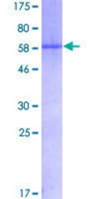 SDS-PAGE: Recombinant Human Myogenin GST (N-Term) Protein [H00004656-P01]