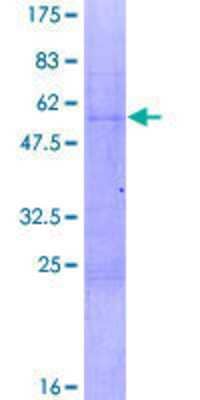 SDS-PAGE: Recombinant Human Nab2 GST (N-Term) Protein [H00004665-P01]