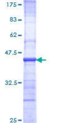 SDS-PAGE: Recombinant Human Nbs1 GST (N-Term) Protein [H00004683-Q01]