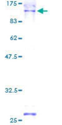 SDS-PAGE: Recombinant Human NCBP1 GST (N-Term) Protein [H00004686-P01]